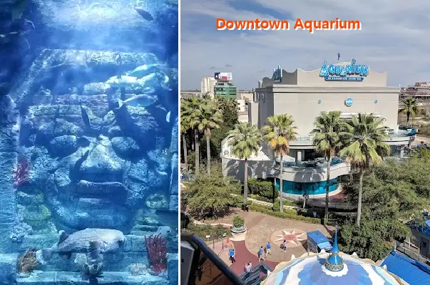 downtown aquarium